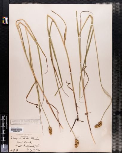 Carex cristatella