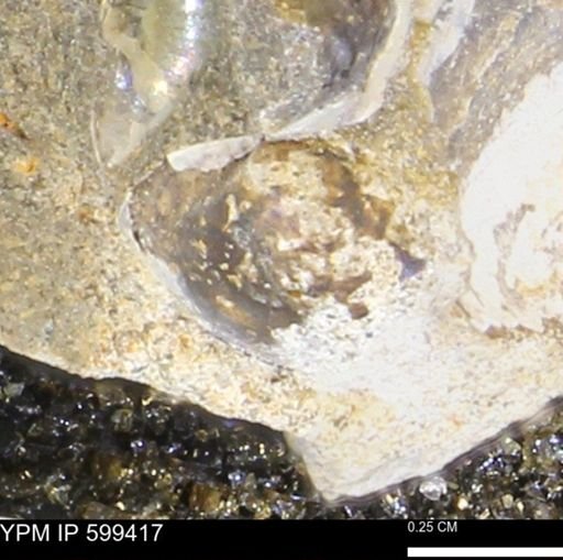 Protocardia subquadrata