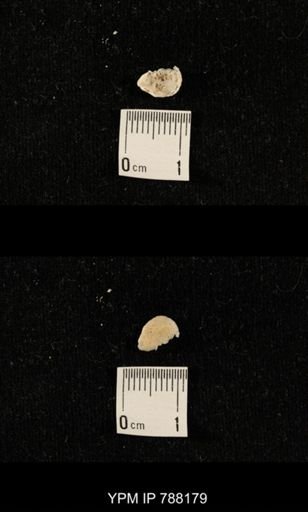 undet. Brachiopoda