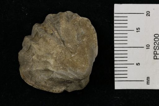 Meekella striatocostata