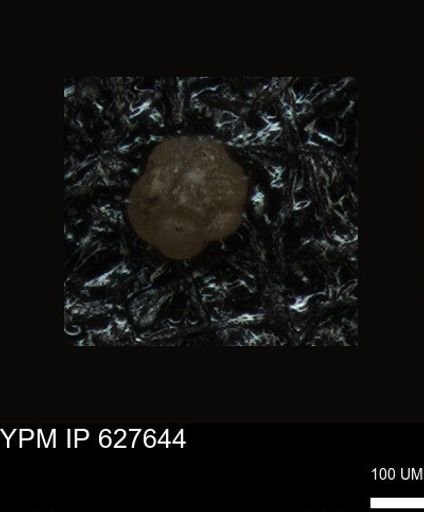 undet. Foraminiferida