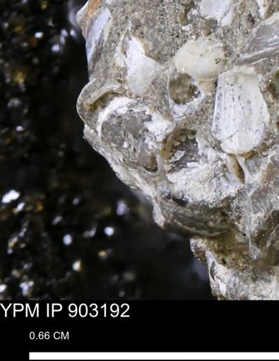 undet. Mollusca