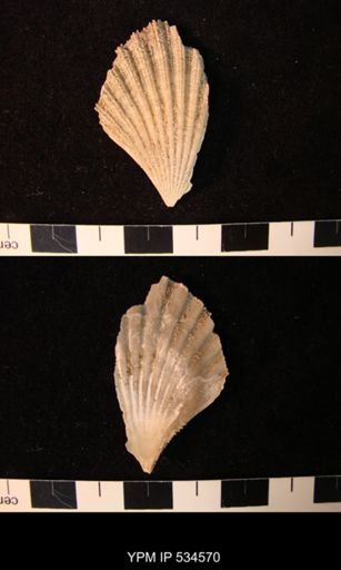 Chesapecten nefrens