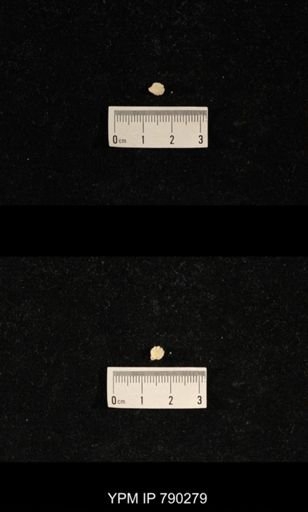 Hustedia huecoensis