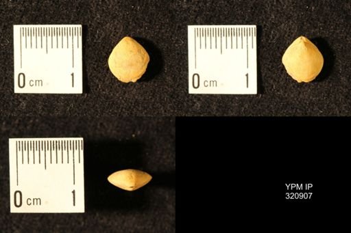 Dielasma elongatum