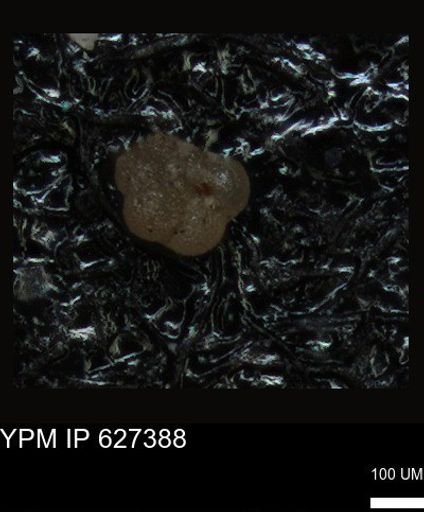 undet. Foraminiferida