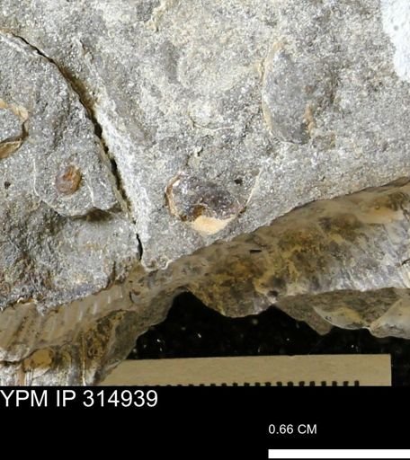 undet. Scaphitidae