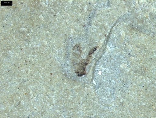 undet. Diptera