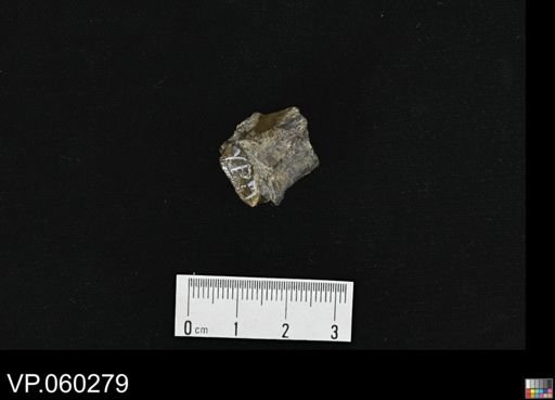 undet. Actinopterygii
