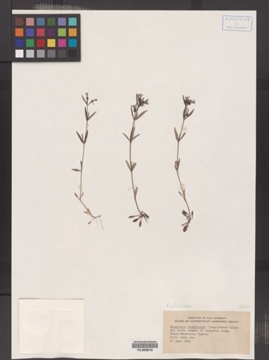 Houstonia longifolia