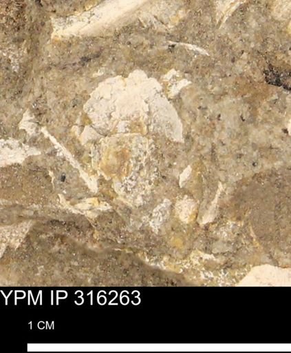 undet. Mollusca