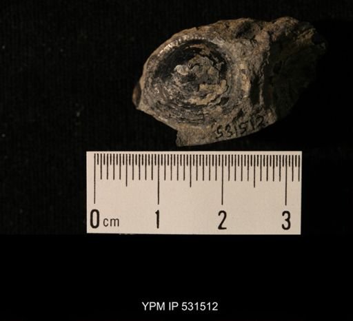 Orbiculoidea jervisensis