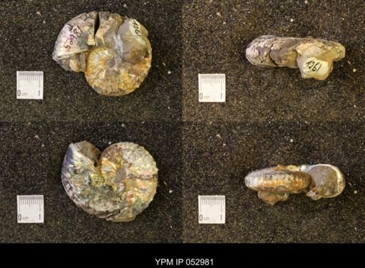 Discoscaphites gulosus