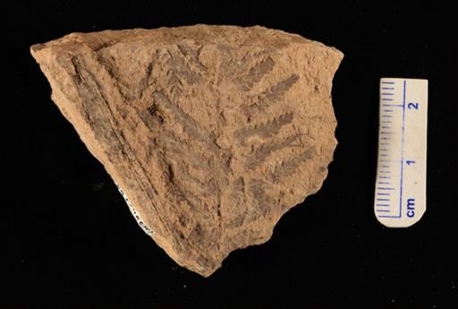 Cladophlebis sp.