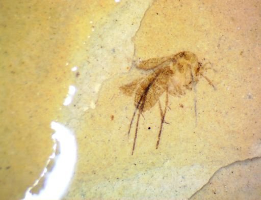 undet. Hymenoptera