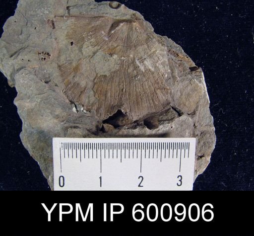 Stropheodonta taeniolata