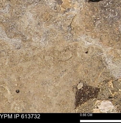 Scaphites sp.
