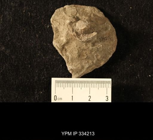 Agelacrinites pileus