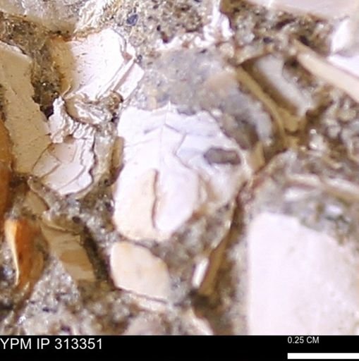 Corbicula sp.