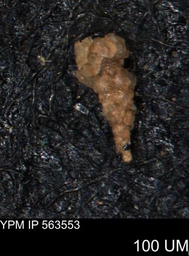 Verneuilinoides hectori