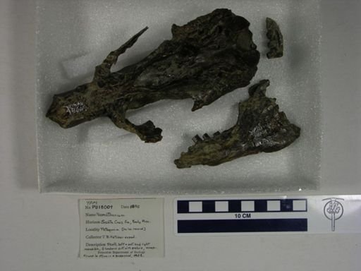 Nematherium