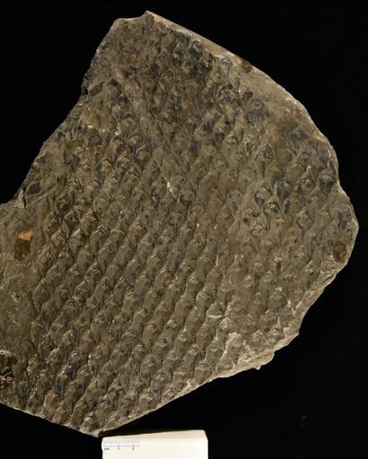 Lepidodendron obovatum