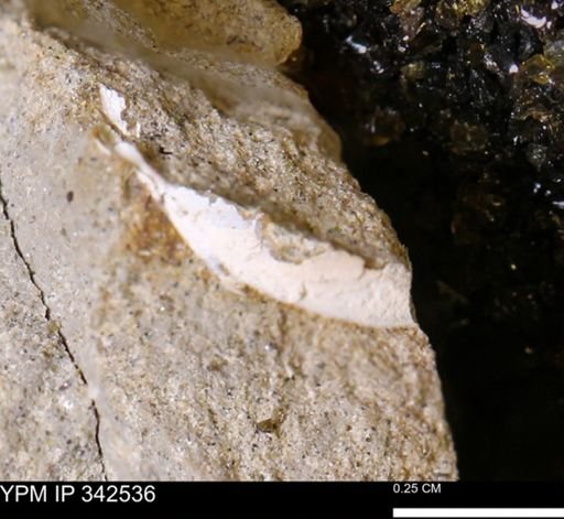 undet. Bivalvia