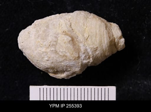 Agelasida?