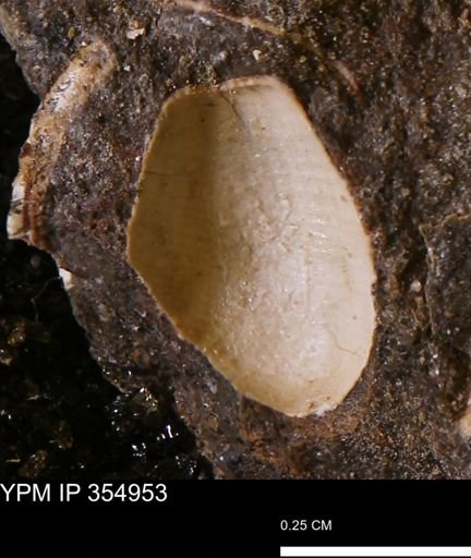 Limopsis sp.