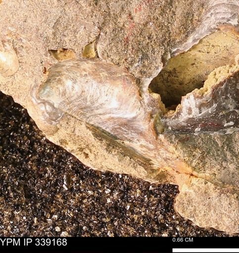 Phelopteria linguaeformis