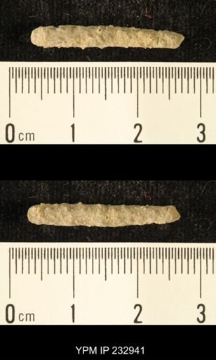 Archaeocidaris sp.