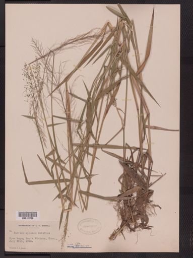 Panicum spretum