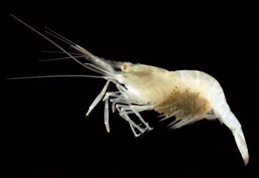 Palaemonetes vulgaris