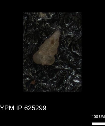 undet. Heterohelicidae