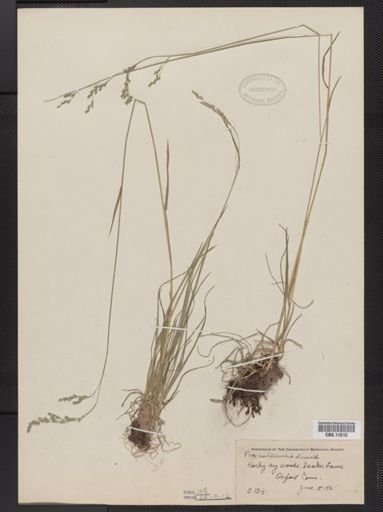 Poa saltuensis