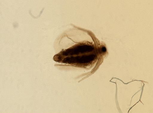 Daphnia