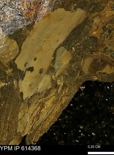Ammonoidea
