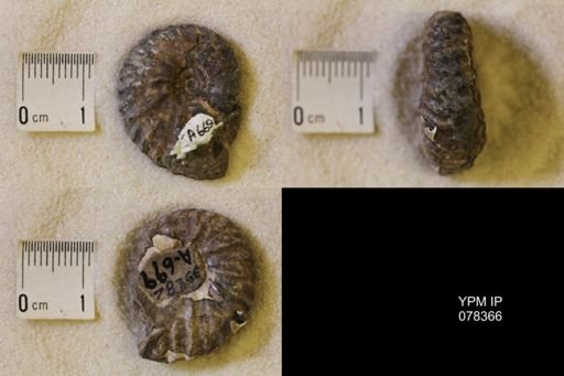 Jeletzkytes nebrascensis