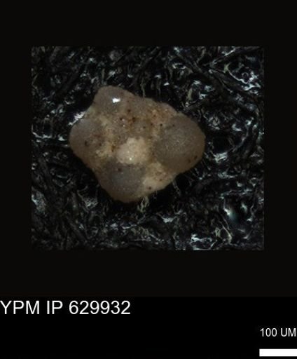 undet. Foraminiferida