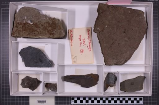 mixed taxa, stratigraphic collection