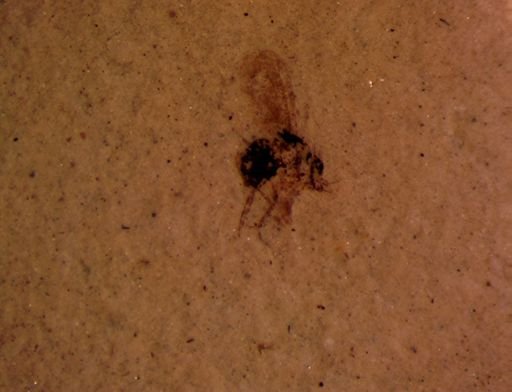 Hymenoptera?