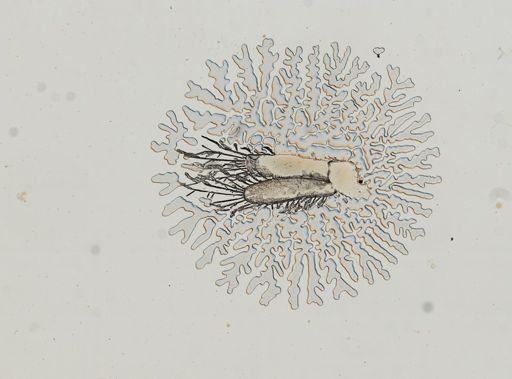 Edotia montosa