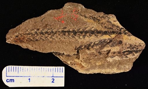Lepidodendron sp.