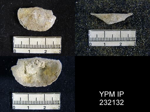 Chonetes granulifer