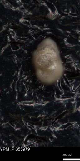 undet. Foraminiferida
