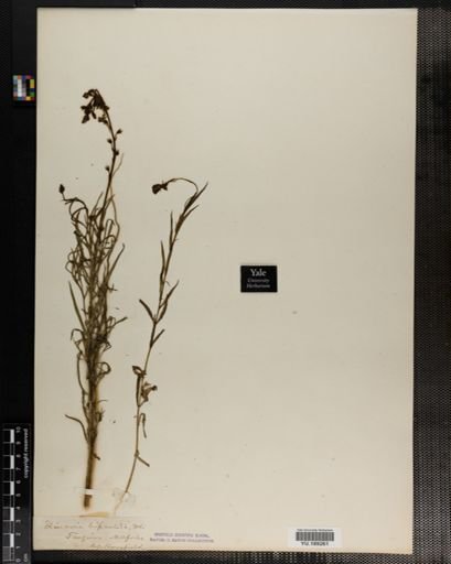 Plantae