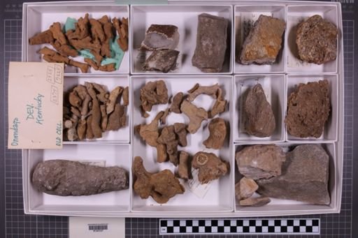 mixed taxa, stratigraphic collection