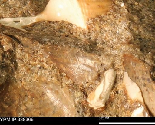 undet. Bivalvia