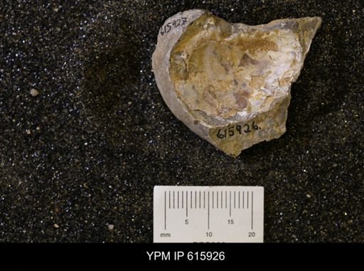 Inoceramus sp.