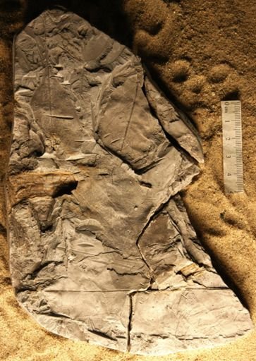 Liriodendropsis simplex angustifolia